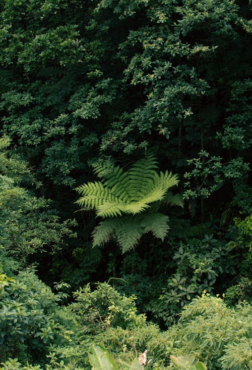 Immagine gratuita di foglie, foresta, foresta pluviale