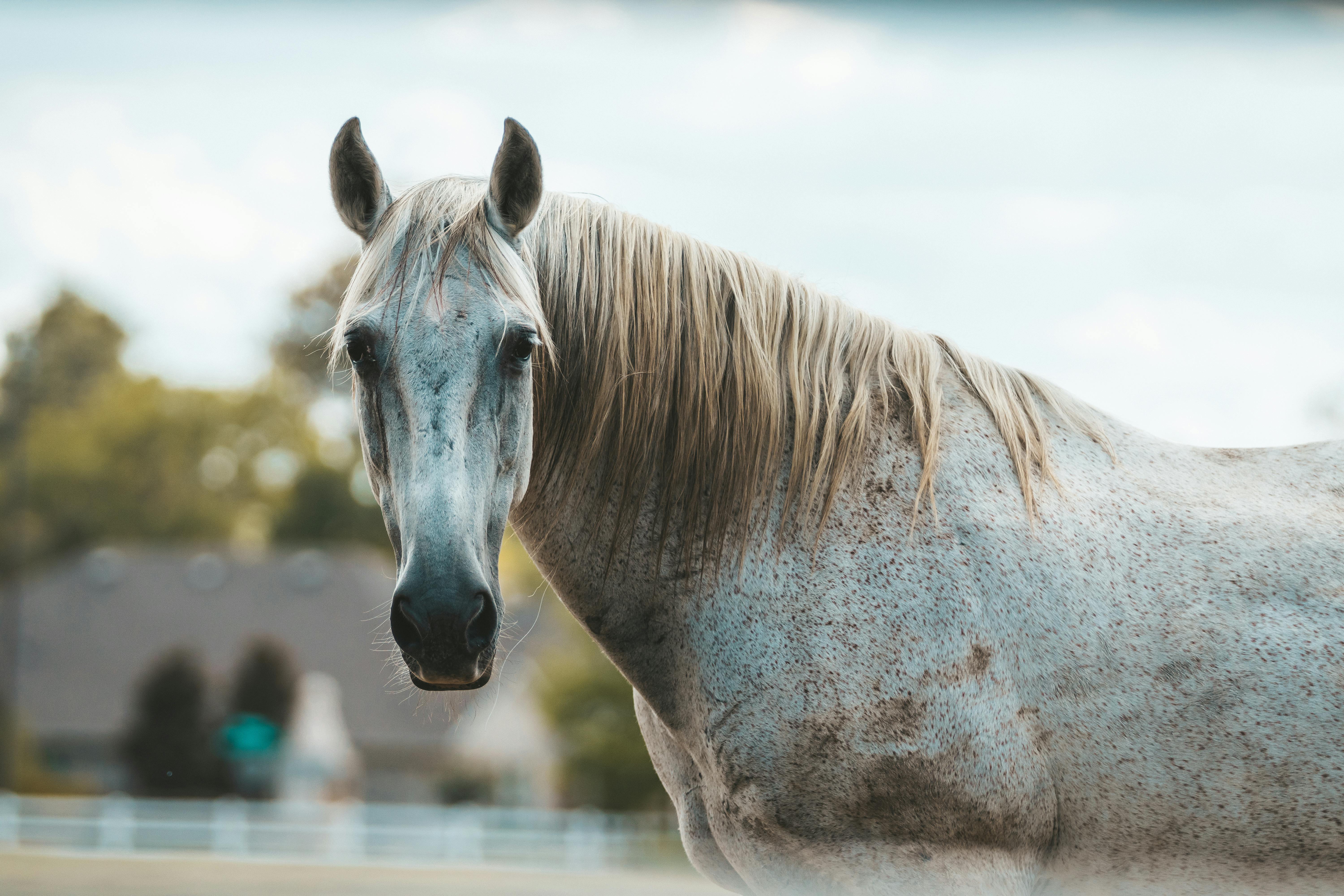 Portrait of Horse · Free Stock Photo