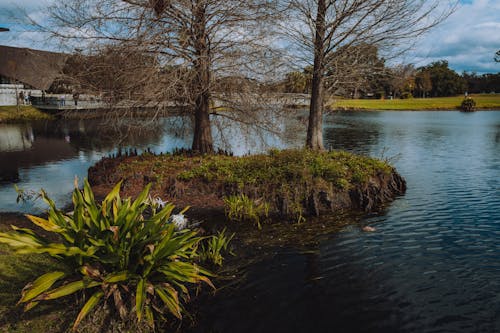 Immagine gratuita di alberi, impianto, isola