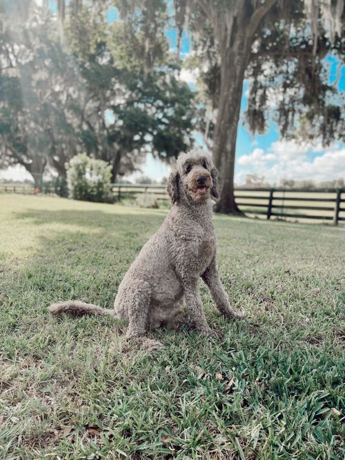 Free stock photo of brown dog, labradoodle, vintage Stock Photo