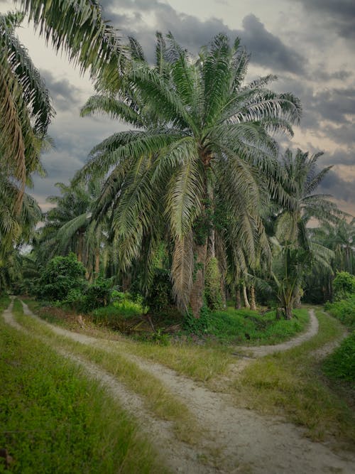 Pathway in Tropical Forest