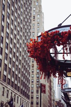 Vivid red flowers adorn an urban cityscape, providing a stunning contrast to towering skyscrapers.