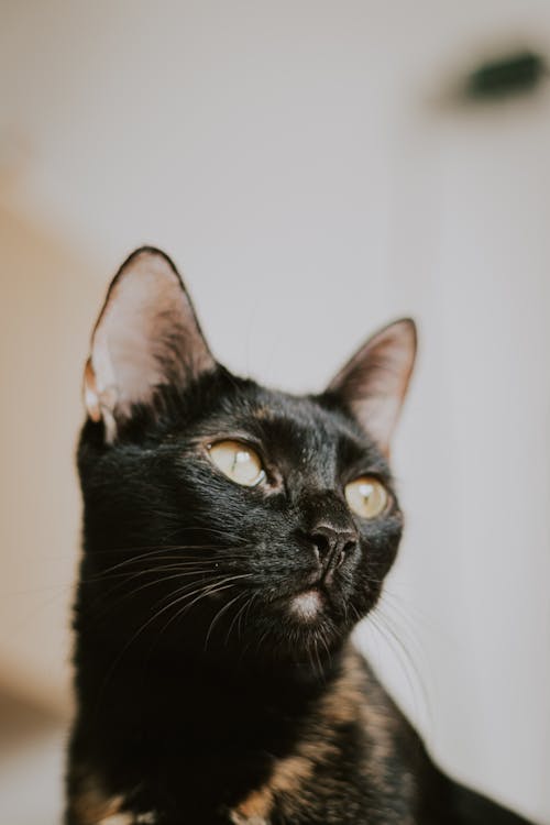 Foto d'estoc gratuïta de animal, cap, fons de pantalla per al mòbil