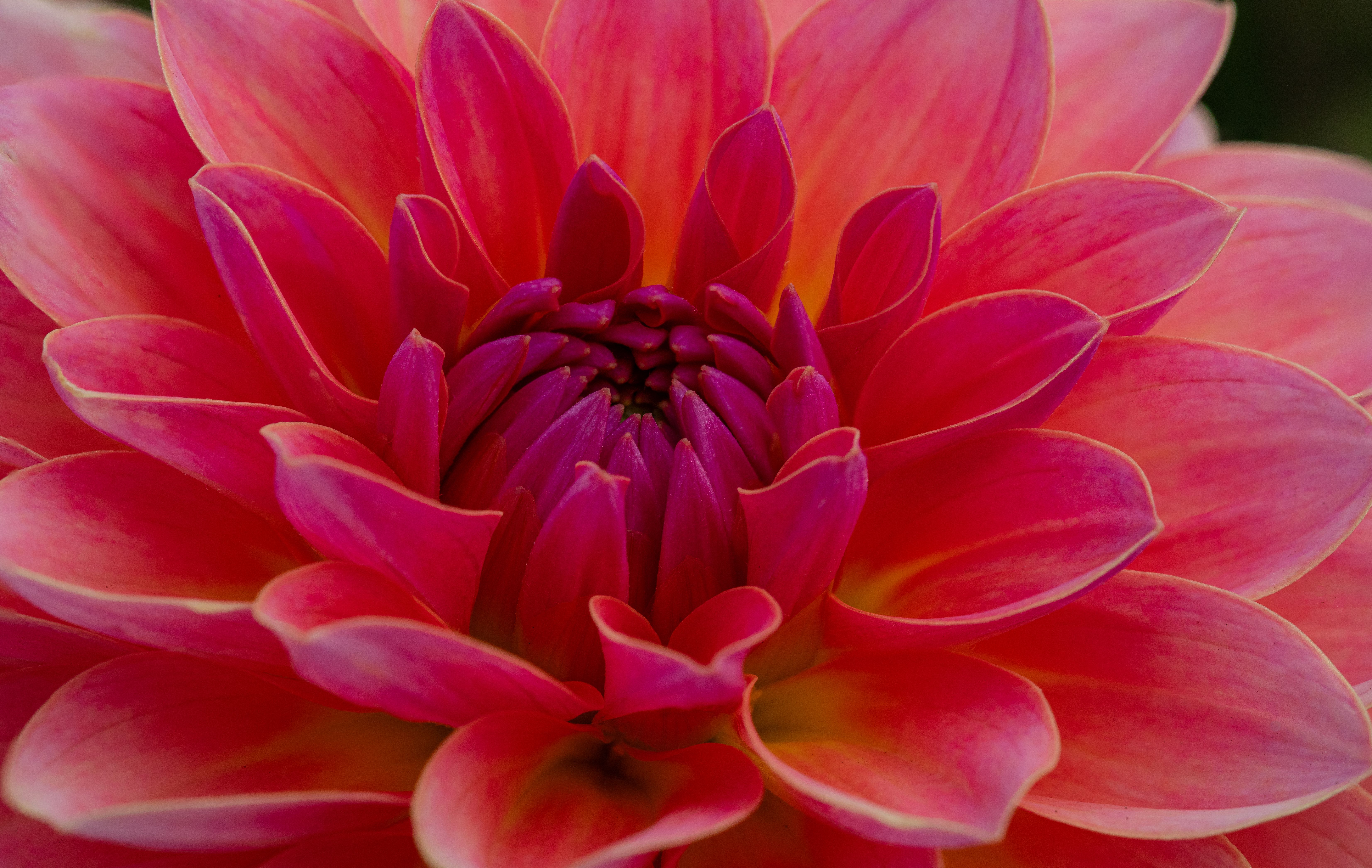 Blooming Dahlia in Close Up · Free Stock Photo