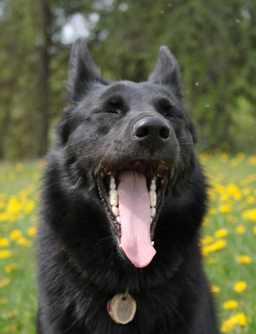 Free Adorable black dog enjoying a sunny day in a flower-filled meadow. Stock Photo