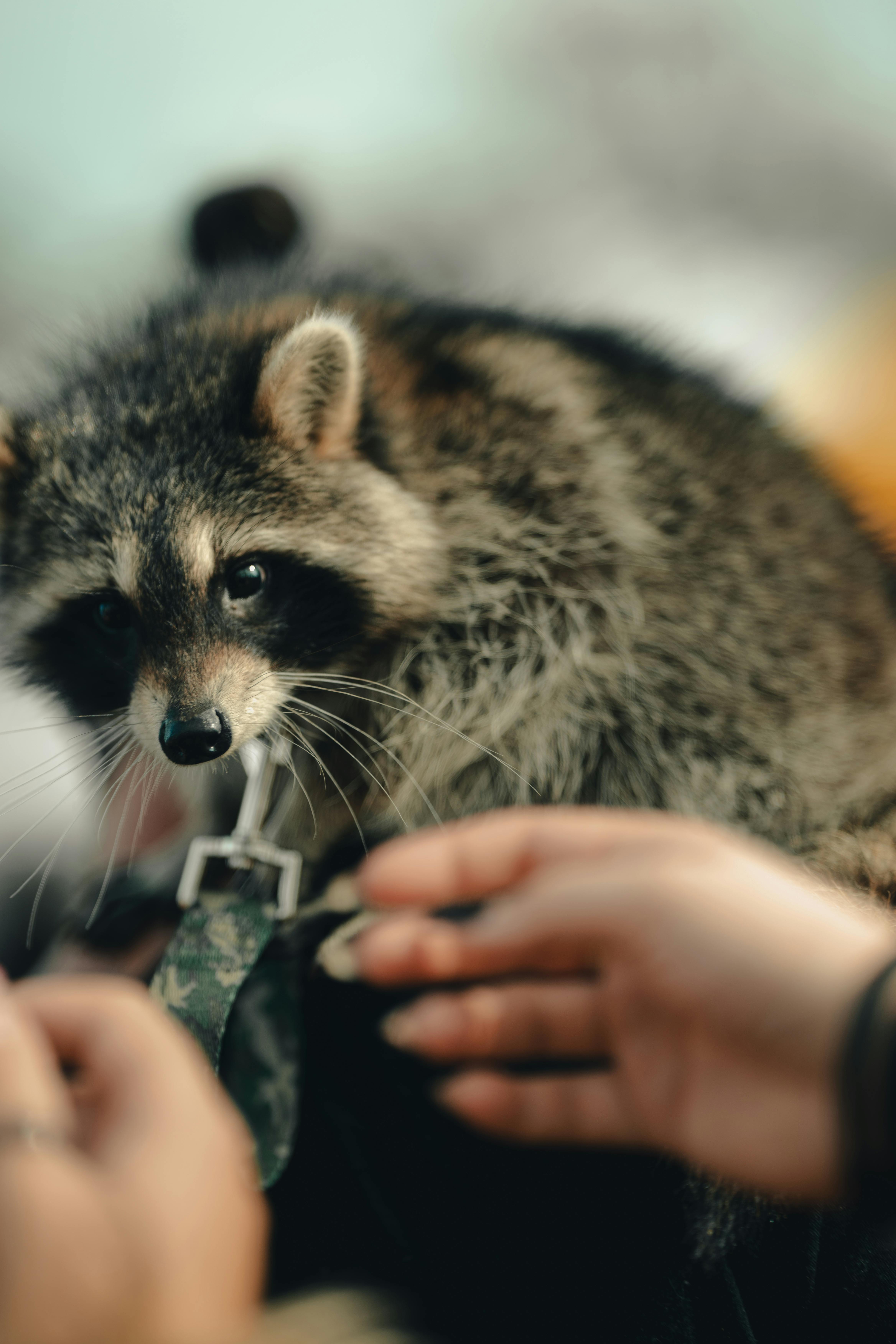 免費 procyon lotor, 互動, 動物 的 免費圖庫相片 圖庫相片