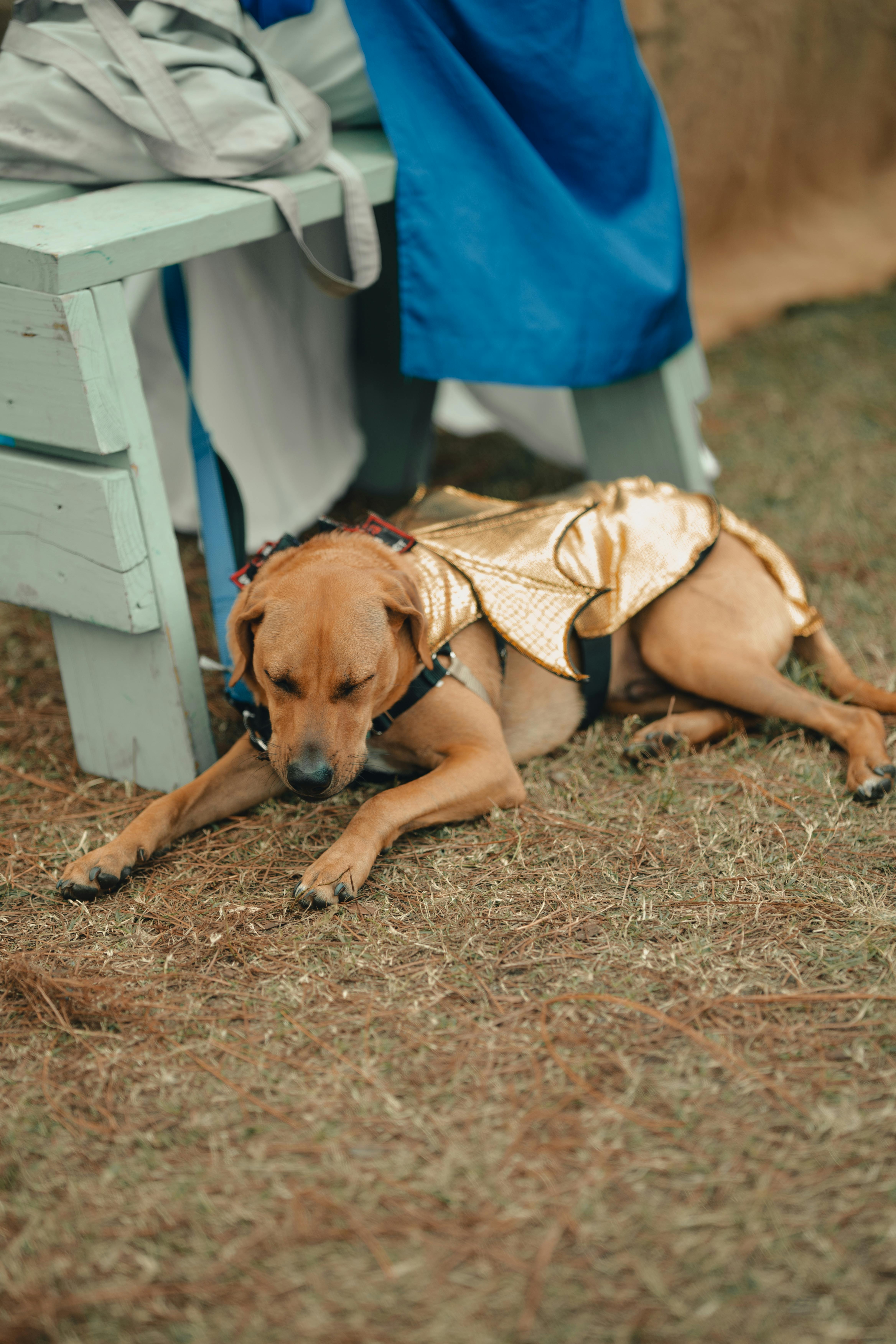 Brown and White Short Coat Medium Size Dog · Free Stock Photo