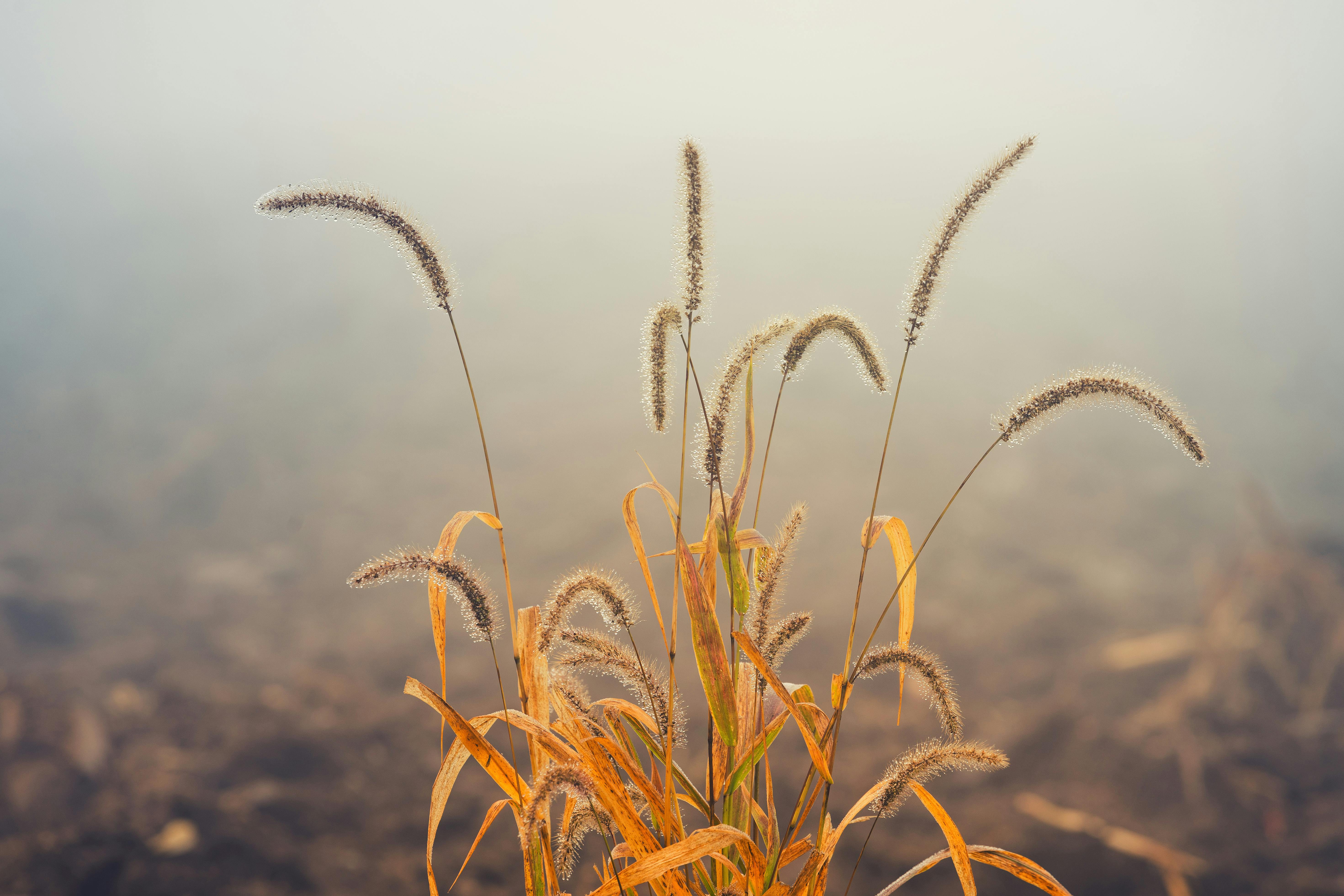 90,000+ Best Dry Grass Photos · 100 Free Download · Pexels Stock Photos