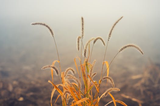 薄雾笼罩的田野里，干草特写捕捉着秋天的宁静