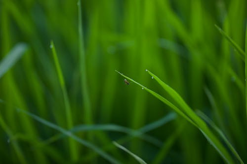 Бесплатное стоковое фото с выборочный фокус, газон, зеленый