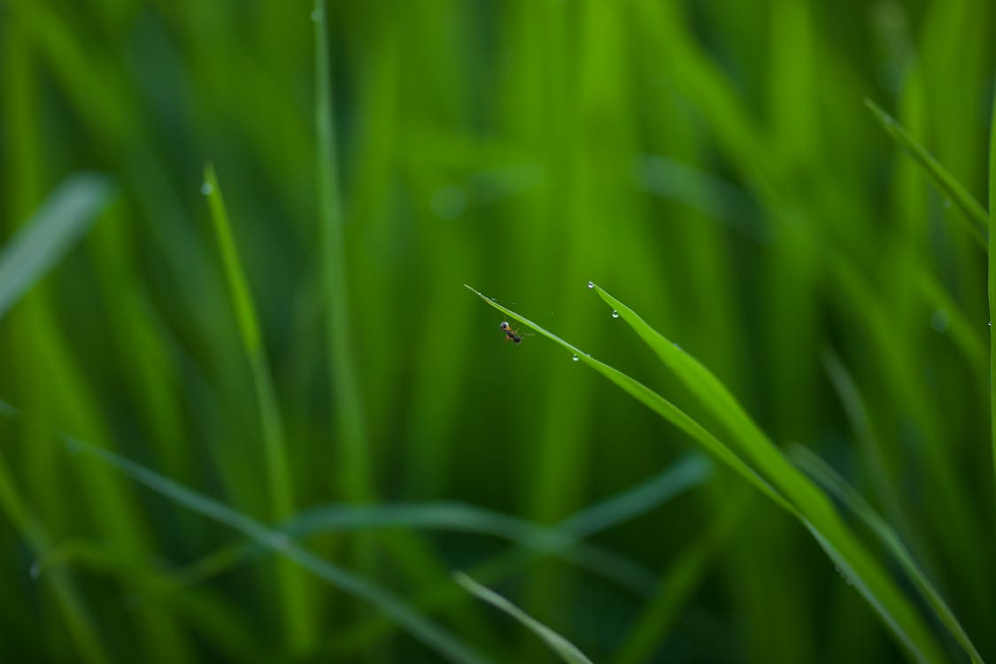 Macro of Ant Sitting on Green Grass
