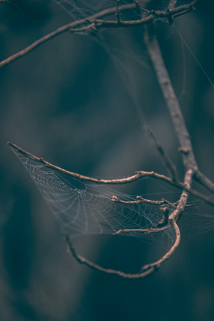 A Close-Up Shot Of Branches With A Spiderweb