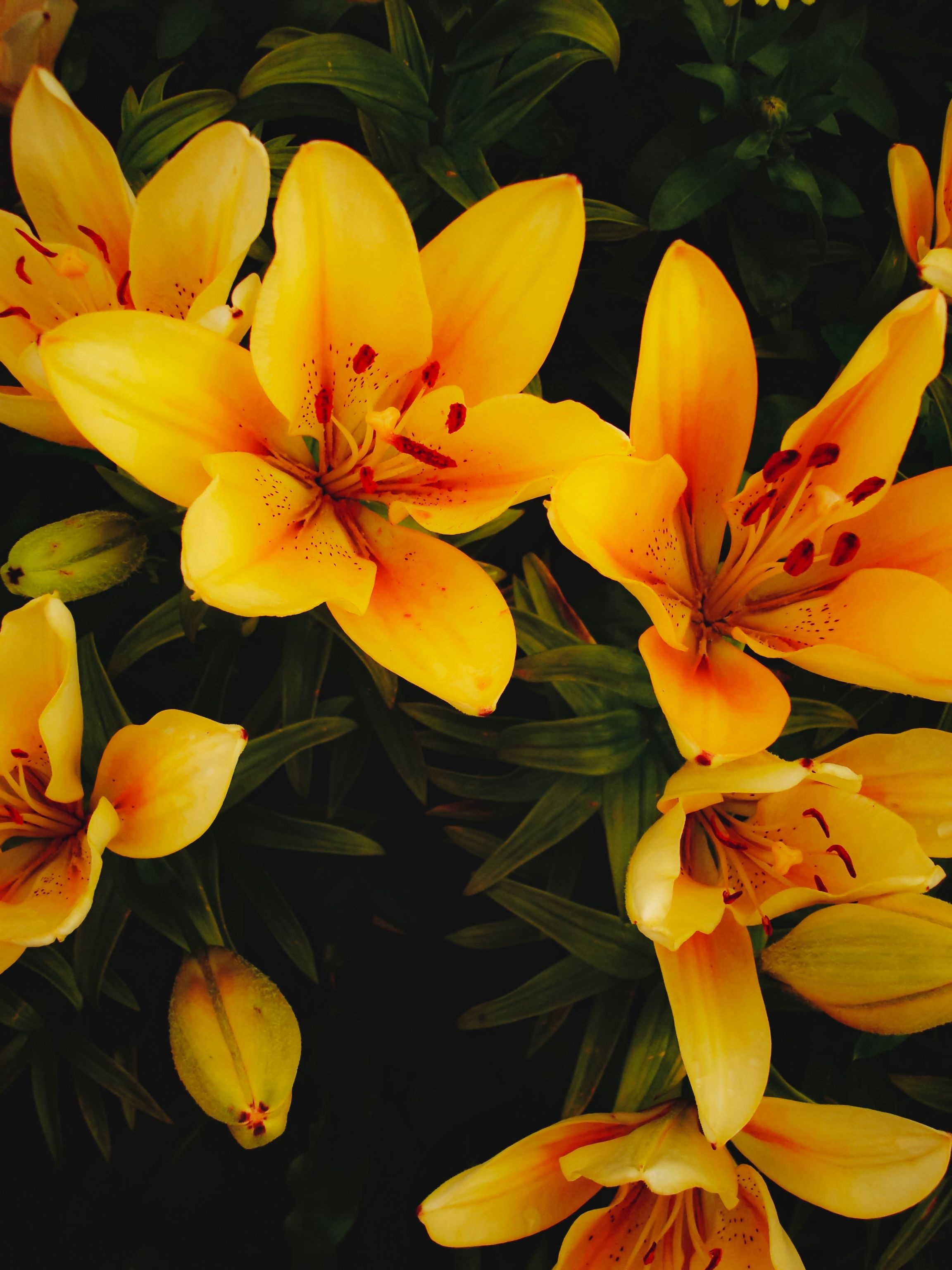 Close-up of Yellow Flowers Growing in Garden · Free Stock Photo