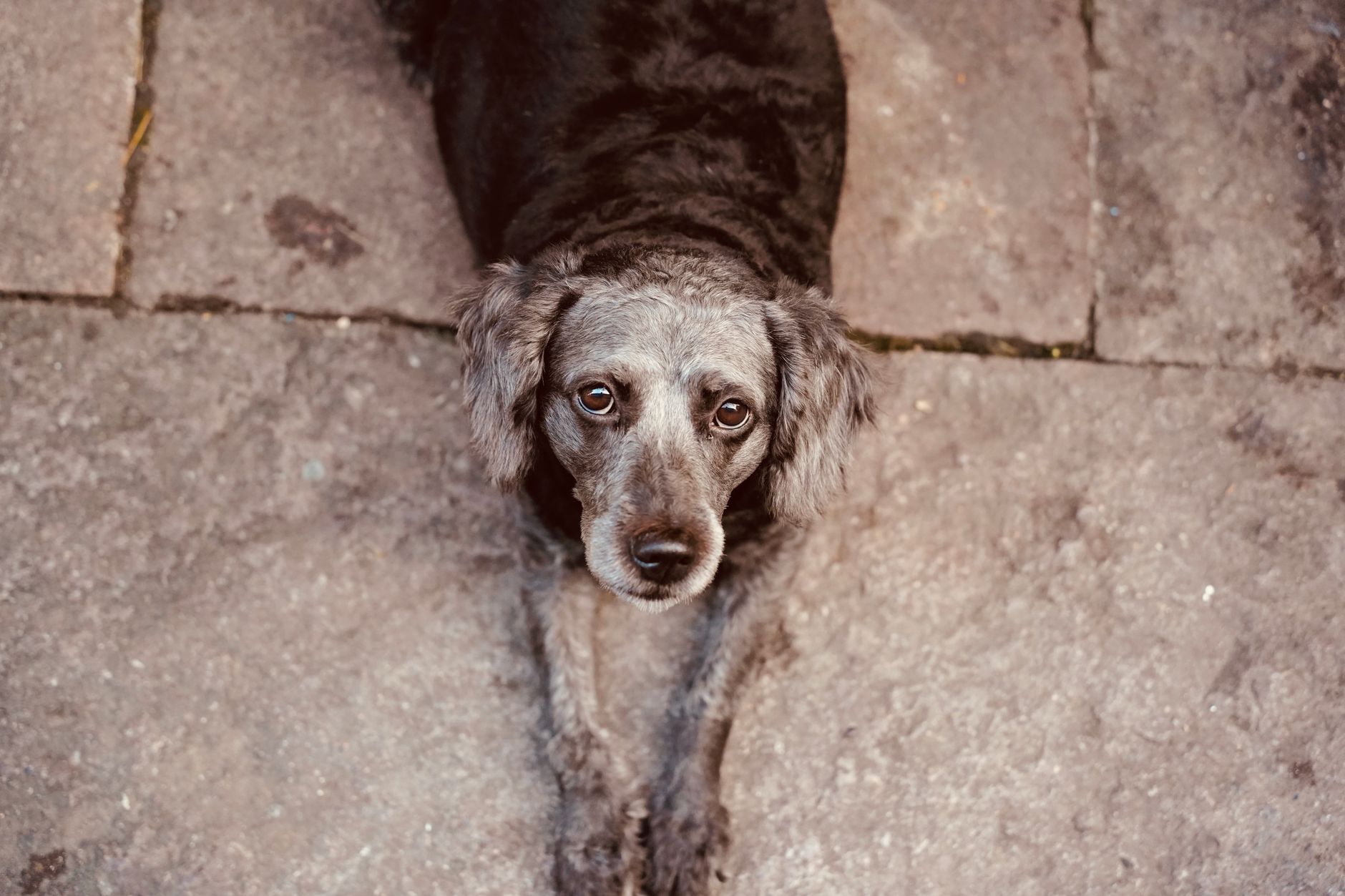 Veterinary care for a pet