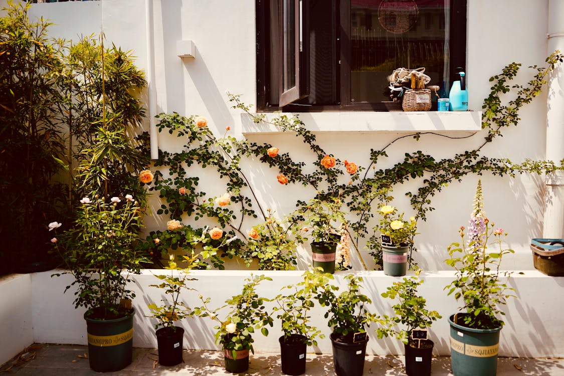 açık hava, bitkiler, dekor içeren Ücretsiz stok fotoğraf