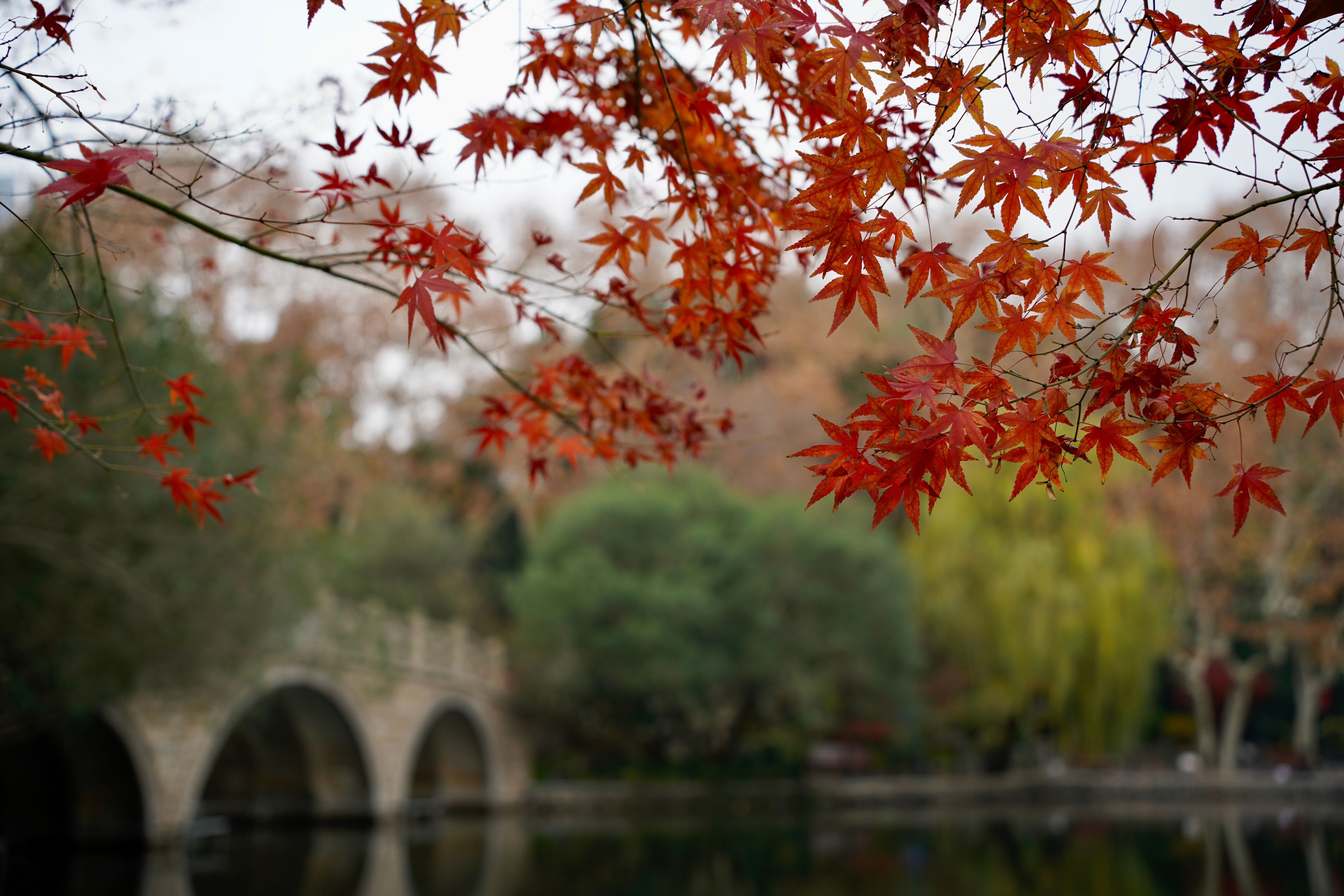 Golden Leaves on Tree above Water in Park · Free Stock Photo