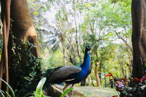 Free Beautiful peacock standing gracefully in a vibrant green forest landscape. Stock Photo