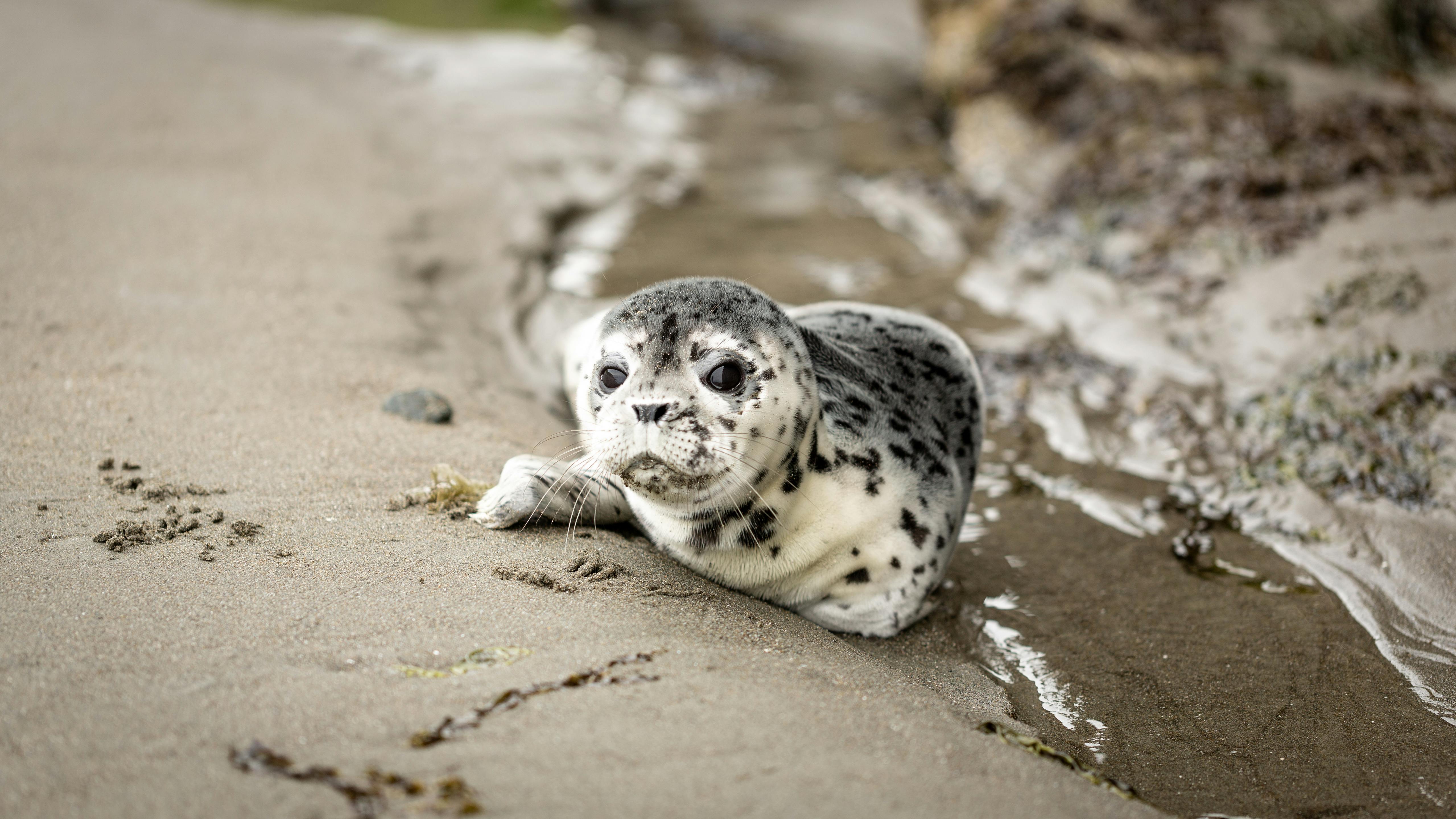 Seals Photos, Download The BEST Free Seals Stock Photos & HD Images