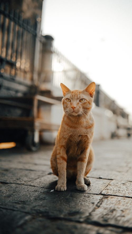 Free Charming ginger cat sitting on a pavement in a sunny outdoor setting, captured from a low angle. Stock Photo