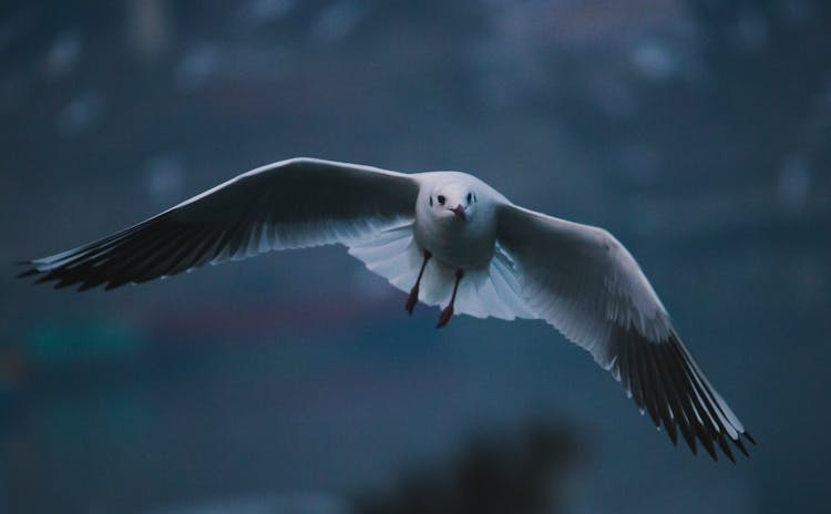 Close-Up Of A Flying Bird 