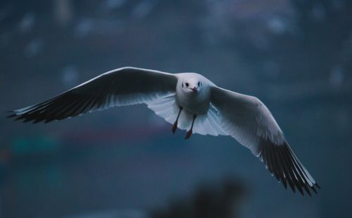 Free Dramatic close-up of a gull flying with wings spread wide during twilight. Stock Photo