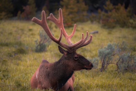 A stunning stag with velvet antlers rests peacefully in a green grassland, surrounded by nature.
