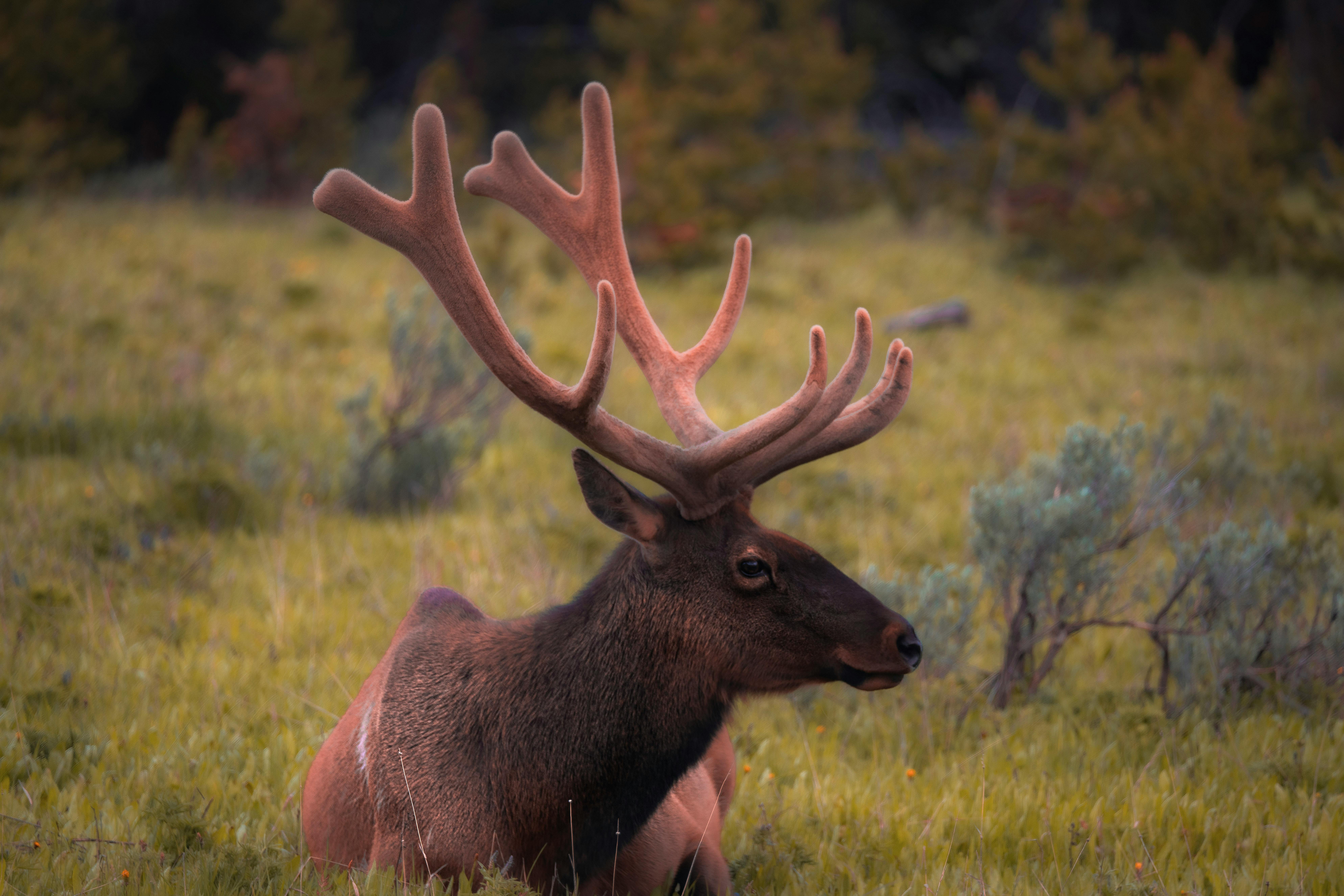 grátis Foto profissional grátis de @exterior, alce, animais Foto profissional