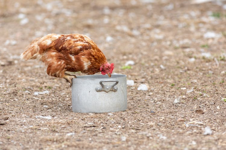 Photo Of A Brown Chicken Eating