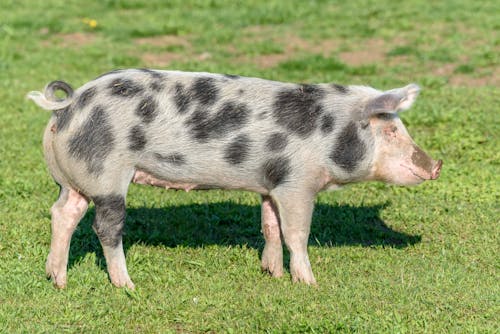 Gratis Foto stok gratis babi, binatang, fotografi binatang Foto Stok