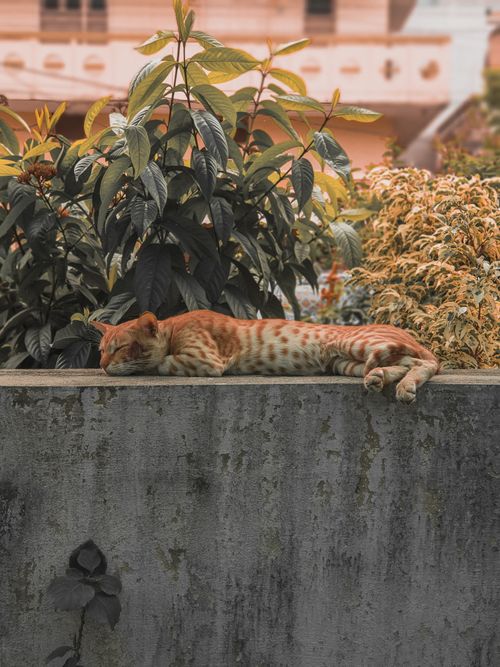 Free A serene ginger cat sleeping on a concrete railing surrounded by lush greenery. Stock Photo