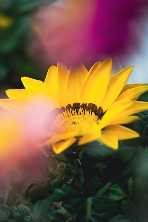 คลังภาพถ่ายฟรี ของ gazania rigens, กลีบดอก, การถ่ายภาพดอกไม้