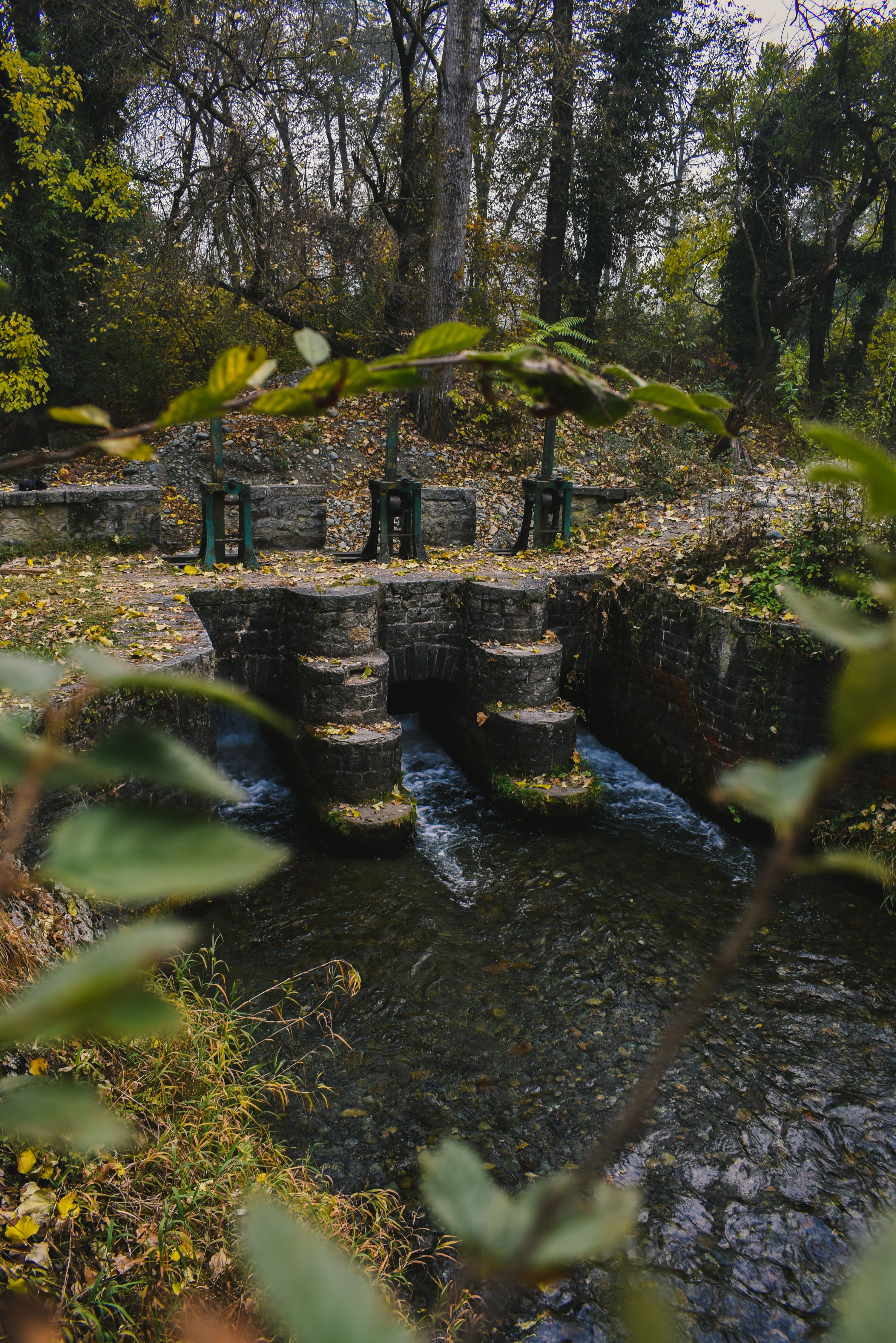 Green Trees Beside the River · Free Stock Photo