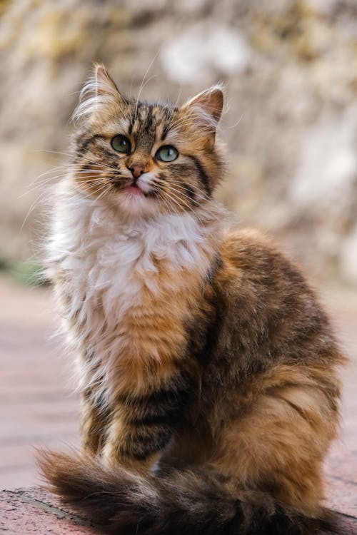 10 000+ parasta kuvaa aiheesta Siperian Kissa · Täysin ilmainen lataus ·  Pexels-kuvituskuvapankkikuvat