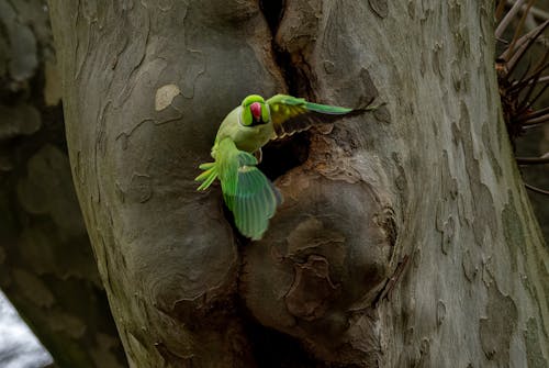 Flying Rose-ringed Parakeet