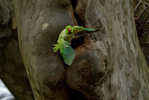 Free A vibrant rose-ringed parakeet in flight near a tree, showcasing its vivid green plumage. Stock Photo