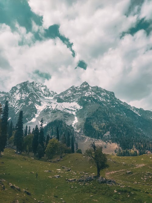 ağaçlar, bulutlu gökyüzü, dikey atış içeren Ücretsiz stok fotoğraf