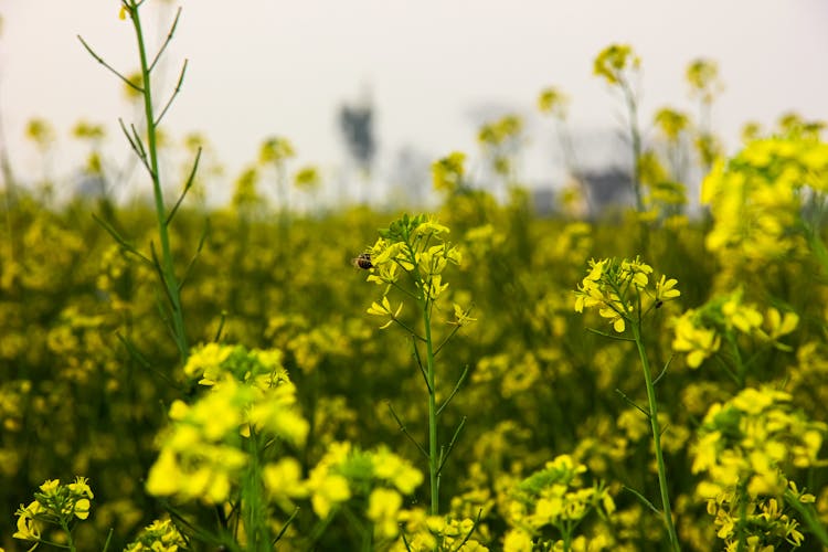 Bee Sitting On Wildflowers Growing In Field