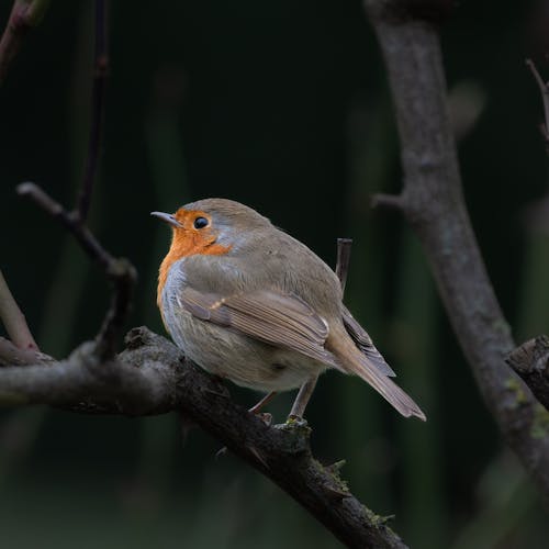 Small Robin Bird