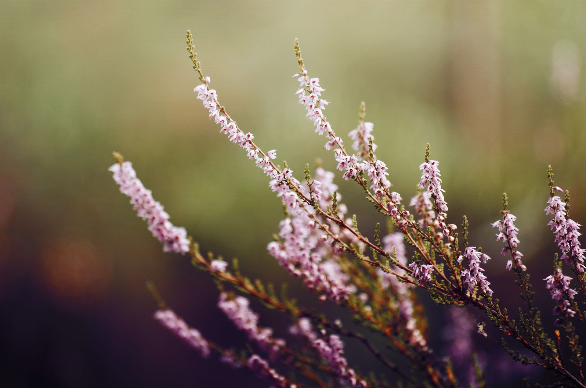 Close-up of delicate heather blooms against a dreamy soft background in Latvia.