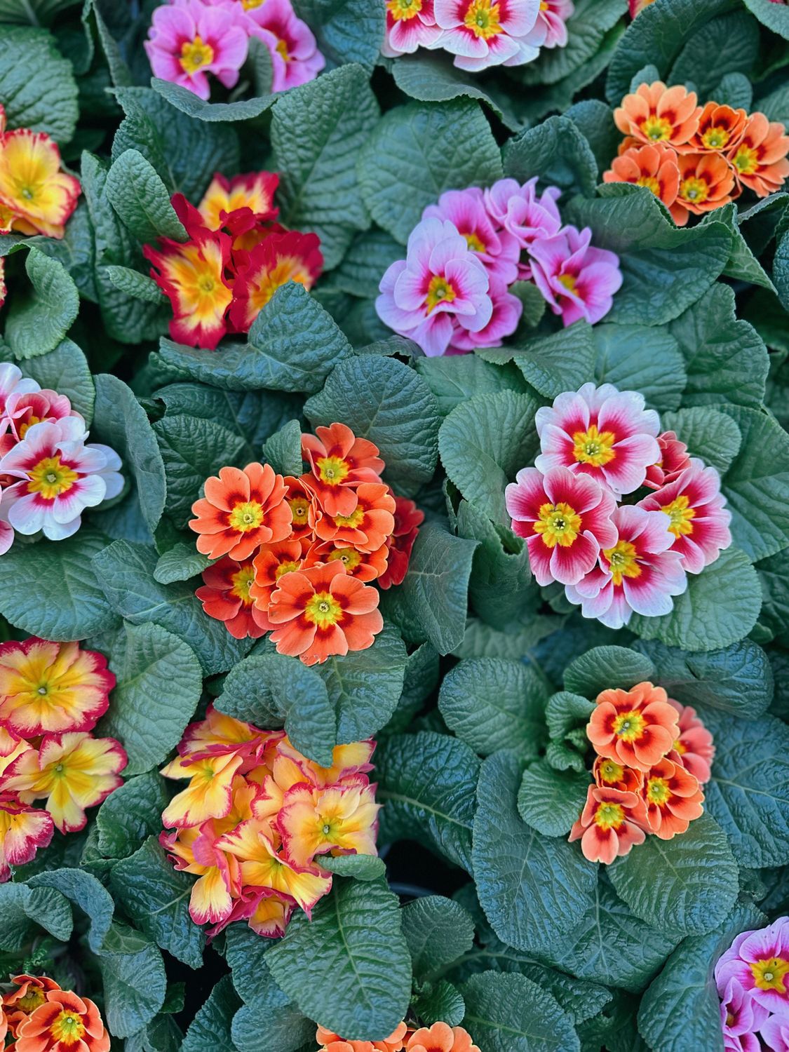 Photo of Colorful Primroses · Free Stock Photo