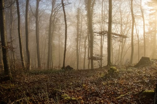 Foto profissional grátis de declínio, enevoado, floresta