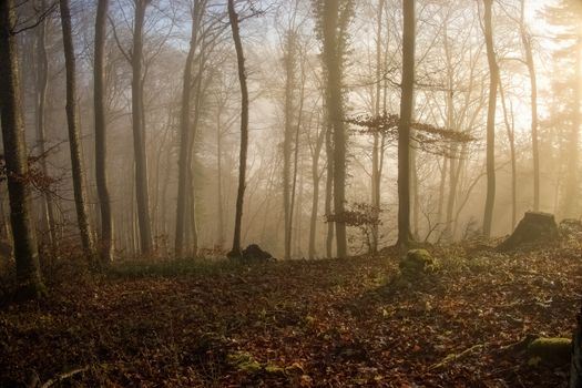 Serene foggy woodland landscape with sunlight streaming through autumn trees.
