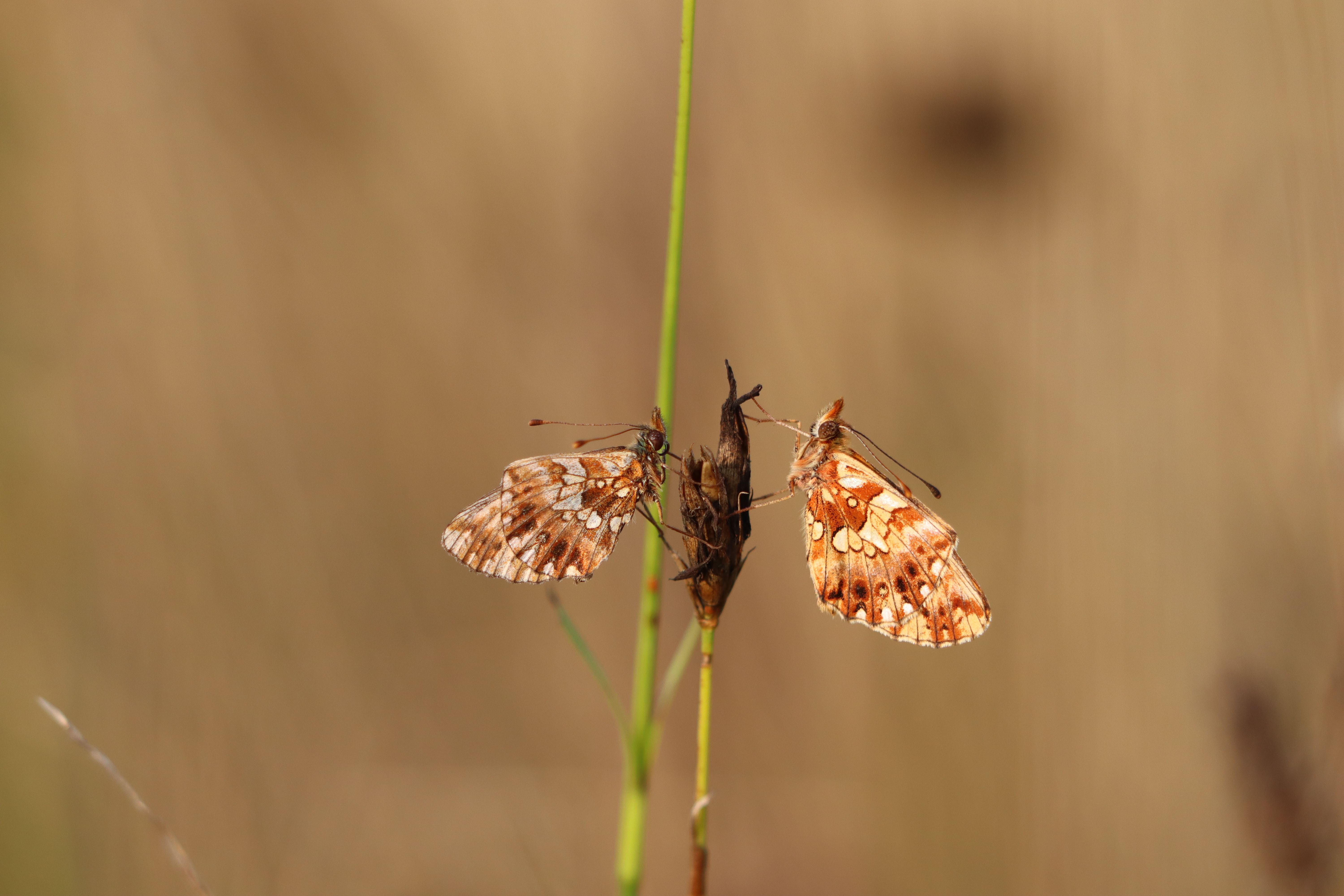 Close-up of two Weaver's Fritillary butterflies on a plant, showcasing delicate wing patterns in a natural setting.
