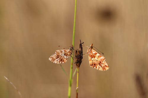 Butterflies Perched on a Stalk