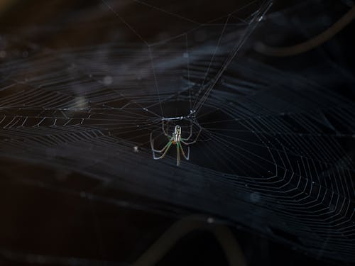 Dark Photo of a Spider on a Spiderweb