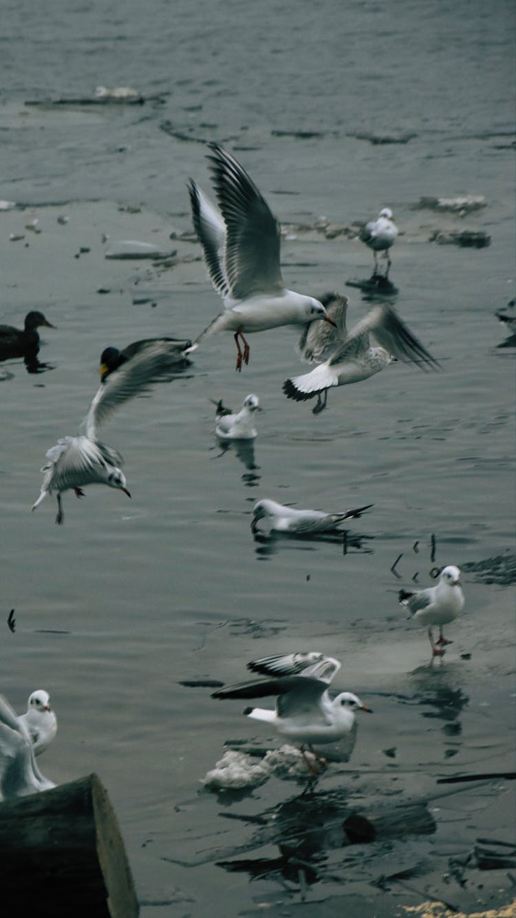 A Flock Of Birds On A River 