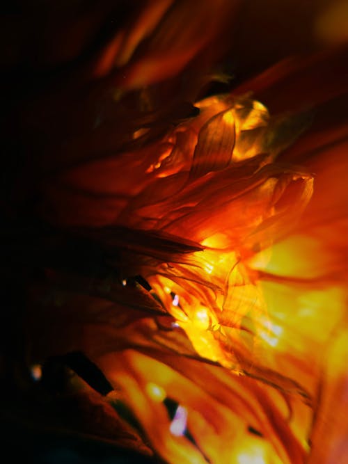 Abstract Photo of an Illuminated Flower