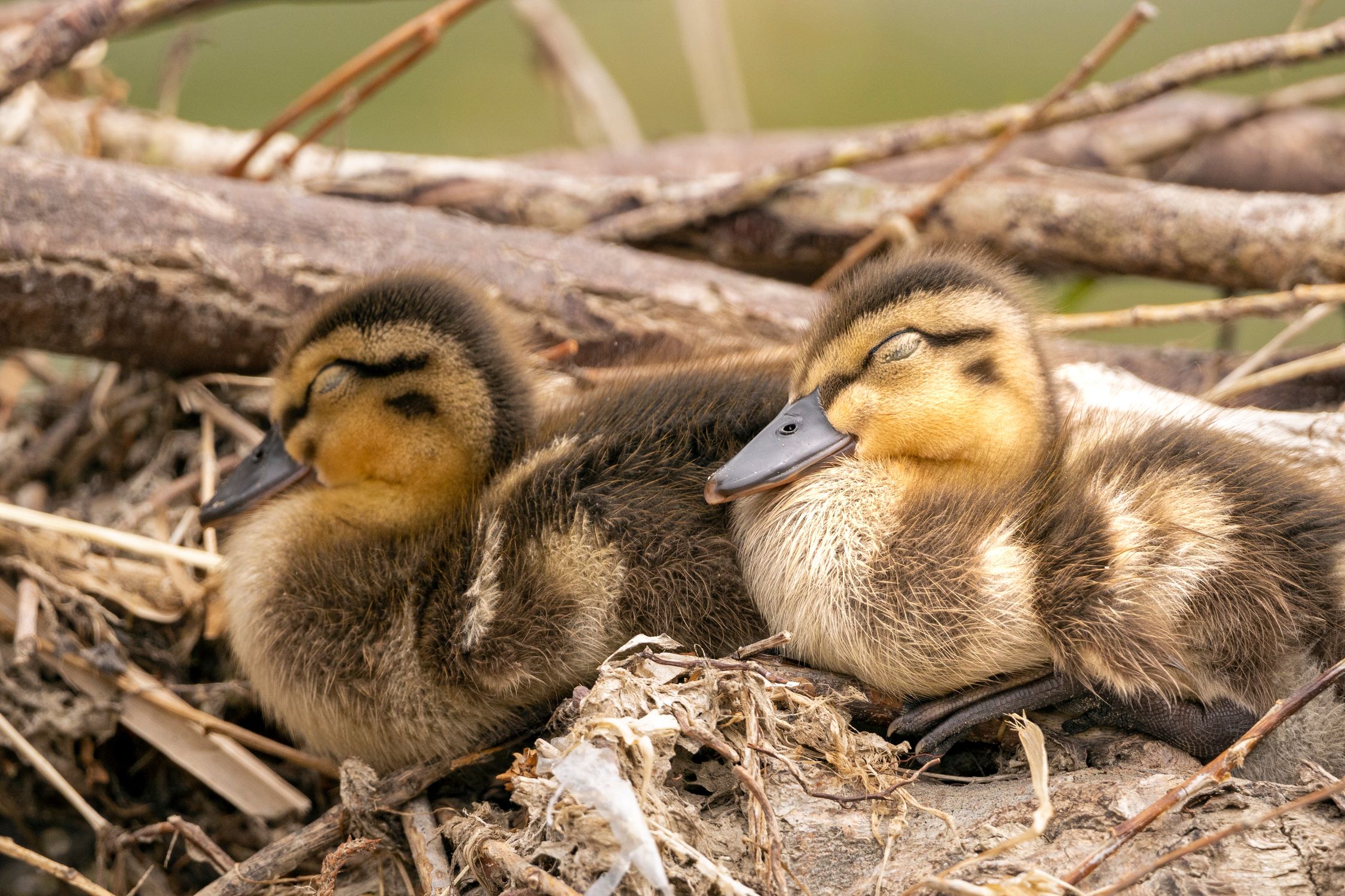 Rouen Ducklings in CloseUp Photography · Free Stock Photo