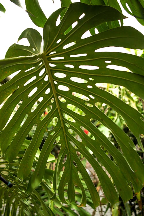 Close-up of a Large Monstera Deliciosa Leaf in Tropical Bushes 