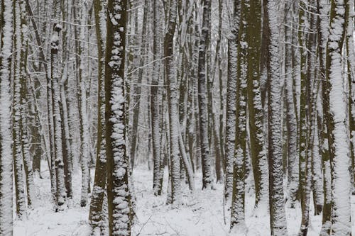 Photo of Trees in a Winter Forest